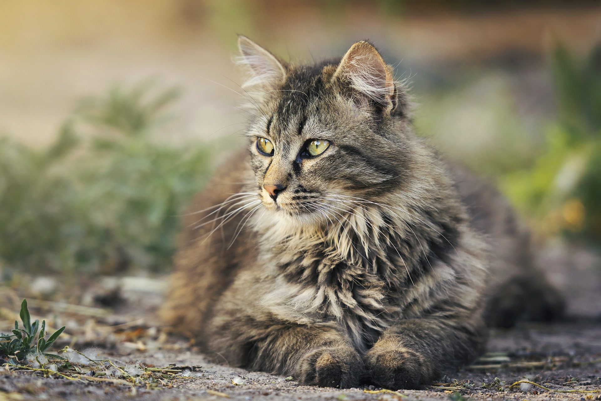 cat services at peppertree animal hospital