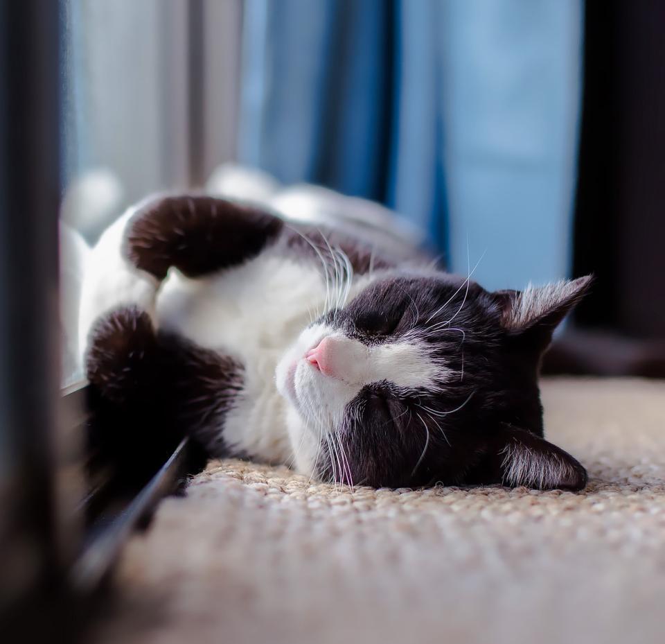cat services at peppertree animal hospital