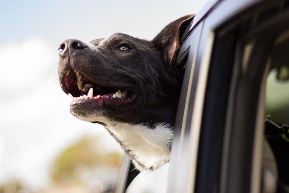 dog services at peppertree animal hospital