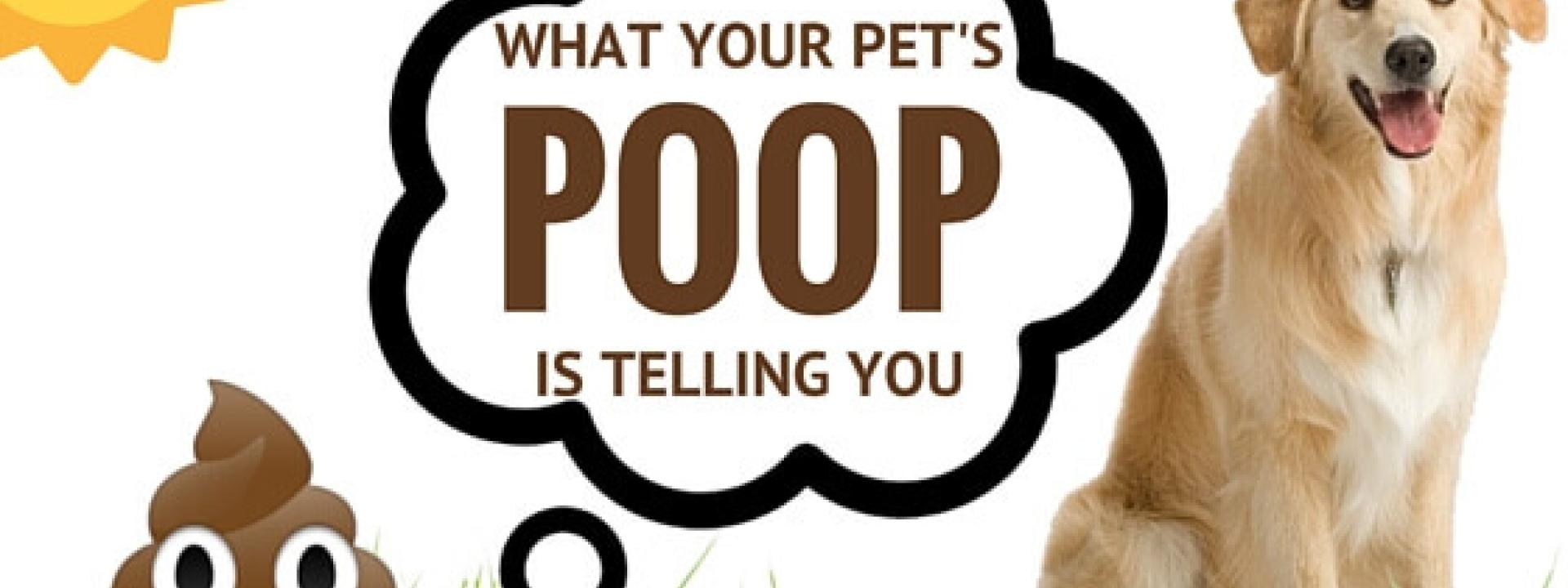 Get The Scoop What Your Pet S Poop Is Telling You